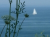 Sailboat at Distance in the Penobscot Bay