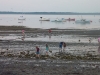 Looking for Clams