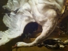 A Fowl-Filled Painting Detail