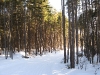 Light through trees