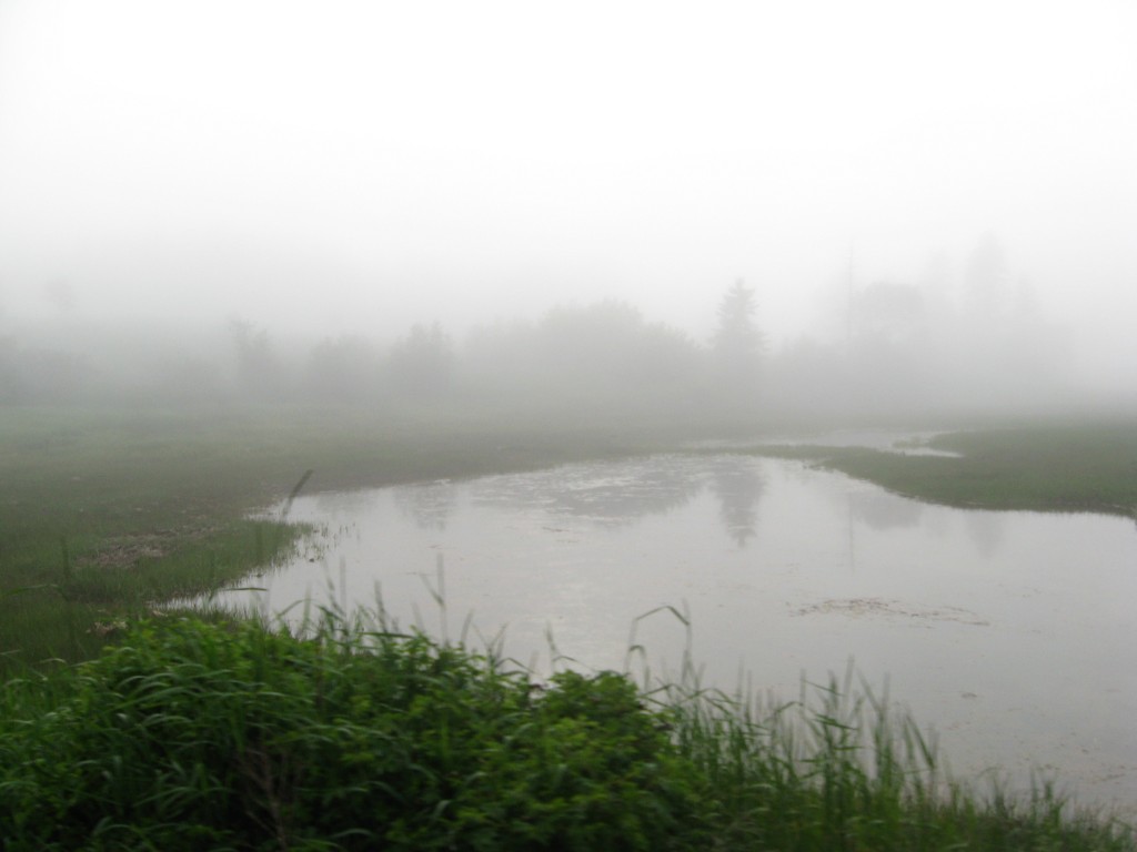 Late afternoon fog Late afternoon fog