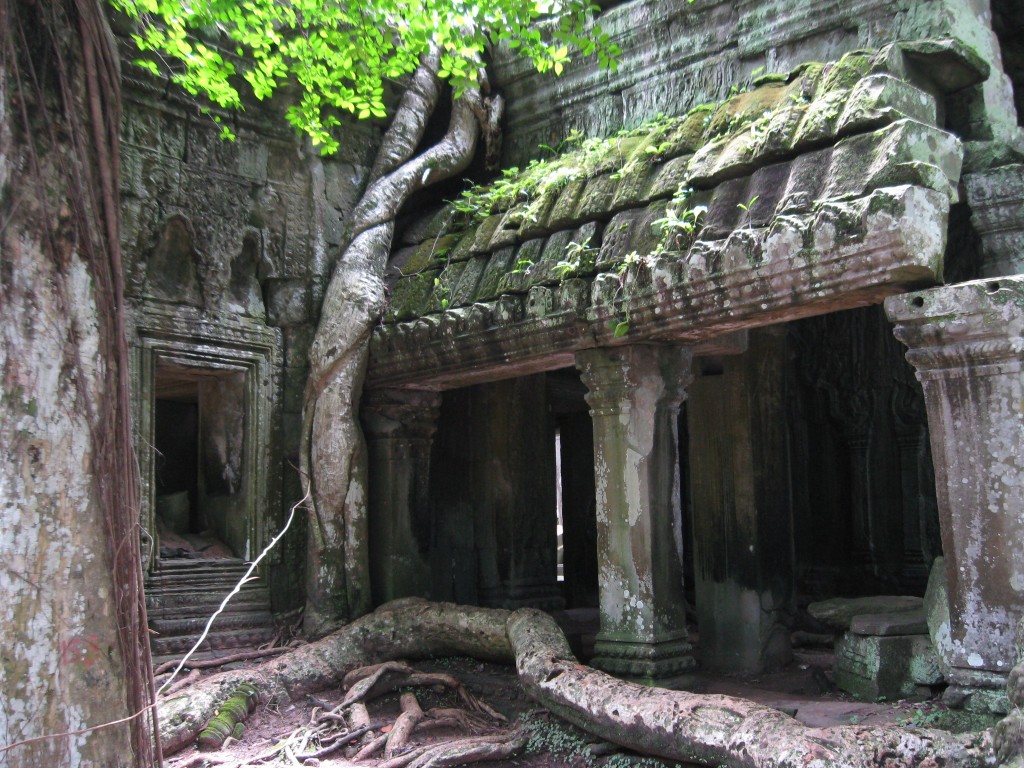Ta Prohm- Coexistence Ta Prohm- Coexistence