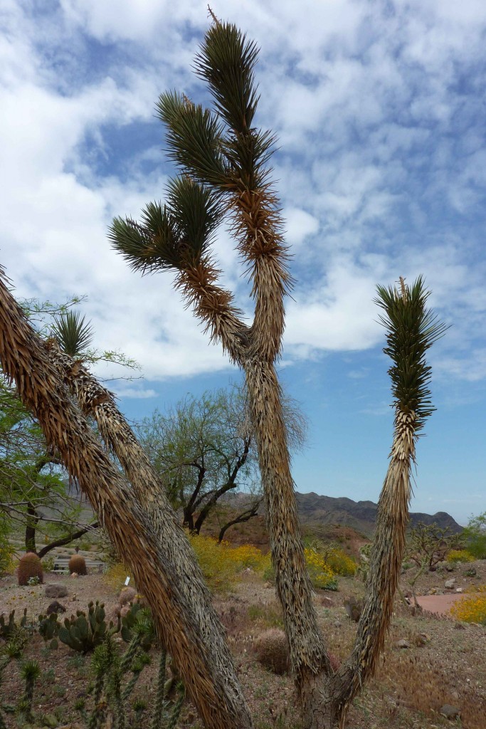 Desert landscape 1
