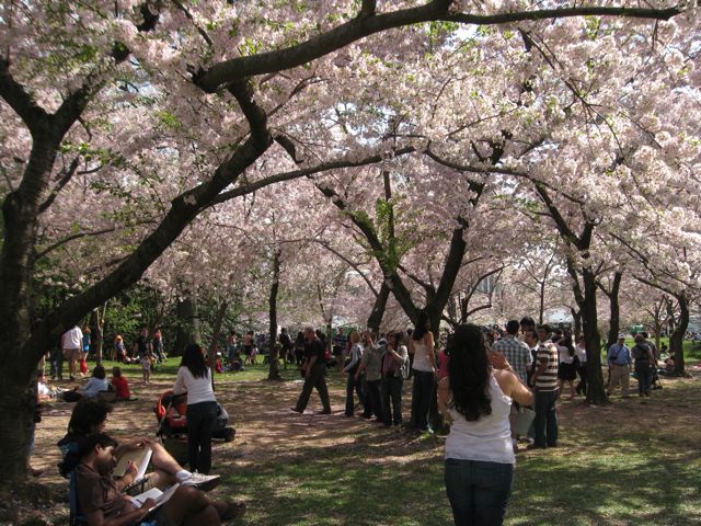 People under Cherry Blossoms